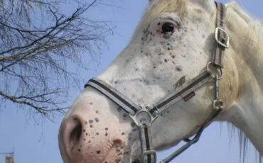 Quiz Animaux