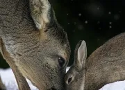 Quiz Et si je vous posais un lapin ?