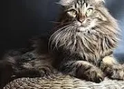 Quiz Le maine coon