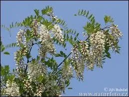 Quel est l'autre nom du faux-acacia ?