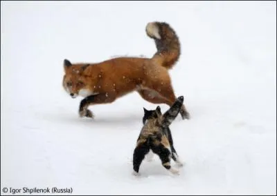 Dans cette ville, Londres, le renard commence  poser de srieux problmes !