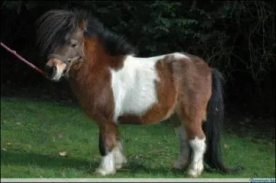 Quel est ce petit poney qui est le symbole du Pays basque et qui a une robe pie ?