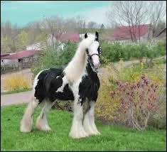 Quelle est la robe de ce cheval ?