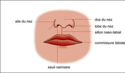 Commençons simplement et sans piège. En livrant passage à l'air, le nez contribue à la respiration, à l'olfaction et :