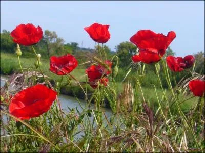 Les ptales de coquelicot prpars en tisane peuvent soulager la toux et les maux de gorge. Mais, ils ont aussi un effet remarquable sur