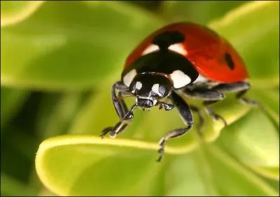 Comment se traduit  une coccinelle , en anglais ?