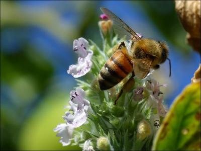 Quiz Des insectes traduire en anglais Traduction