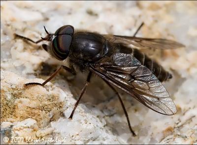 Quiz Des insectes traduire en anglais Traduction