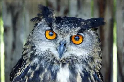 Vous voyez les deux petits plumets sur la tte de ce rapace nocturne, c'est donc la chouette !