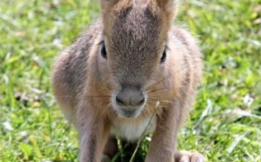 Quiz Animaux