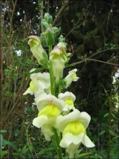 Plante ornementale  fleur ouverte comme une gueule :