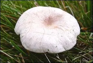 Quel est ce champignon ?