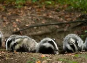 Quiz Les animaux de la fort en anglais