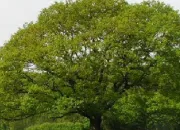 Quiz Les arbres et les fleurs