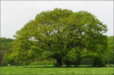 Quel est cet arbre ?