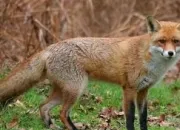 Quiz Autour du renard