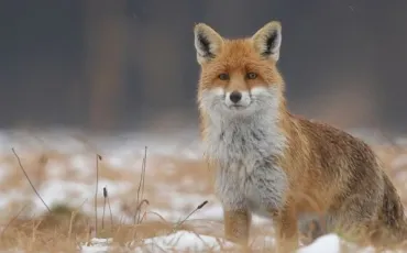 Quiz Animaux