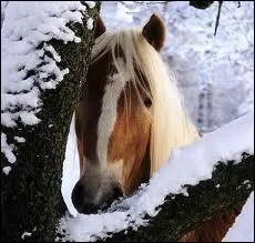 Quelle-est la race de ce cheval ?