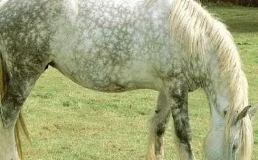 Quiz Chevaux