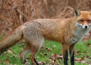 Quiz Des animaux vivant dans les terriers en anglais