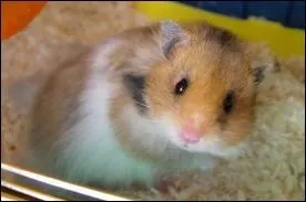 Quelle est cette race de hamster ?