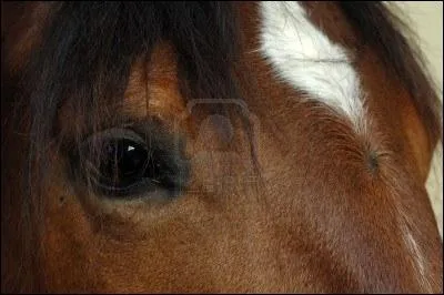 Regarde l'image, le poney a :