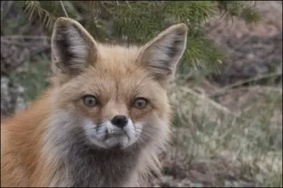 Me moquer moi, je ne me permettrais pas !