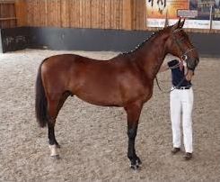 Quiz Equitation