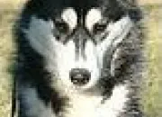 Quiz Husky siberien