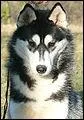 Quelle origine a le Husky Sibrien ?