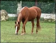 Dans la nature, le cheval dort beaucoup plus que l'homme. C'est mme son activit principale.