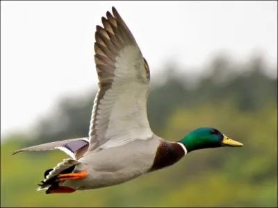 En plumage nuptial, quel critre est infaillible pour diffrencier le mle de la femelle chez le Canard colvert (Anas platyrhynchos) ?