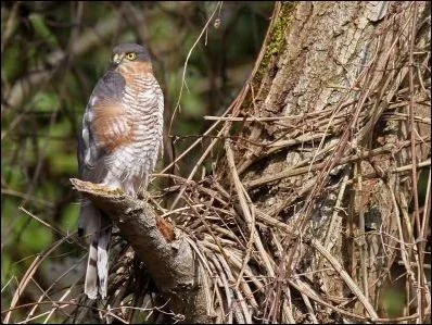 Existe-t-il un critre permettant de distinguer le mle de la femelle chez l'pervier d'Europe (Accipiter nisus) ?