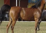 Quiz Races de chevaux (difficile)