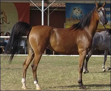 La premire race est celle d'un cheval n artificiellement aux tats-Unis dans les annes 1990 dans l'Utah. Il est issu du croisement entre un mustang et un pur-sang arabe :