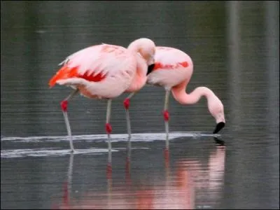 Cousin du Flamant rose (Phoenicopterus ruber), cet oiseau a t observ en hiver dans plusieurs dpartements du Nord et en Alsace. Plusieurs nicheurs ont aussi t nots dans les Bouches-du-Rhne.