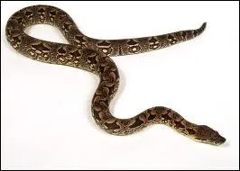 Hte des forts tropicales de Madagascar, ce serpent entre en torpeur  la saison sche et froide; il s'abrite dans un terrier.