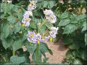 Récoltez-la dans vos jardins du Languedoc-Roussillon dès le mois de mai.