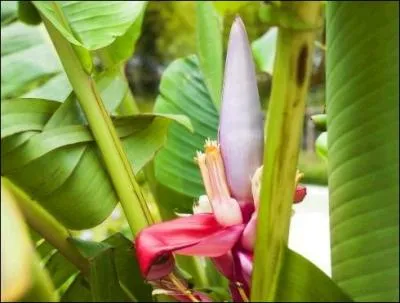 Nous voil au printemps, quels fruits donnant plein d'nergie vont apparatre  la place de cette fleur ?