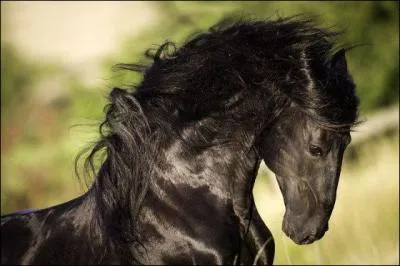 Quelles sont la robe et la race de ce cheval ?