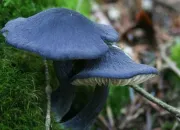 Quiz Varits de champignons