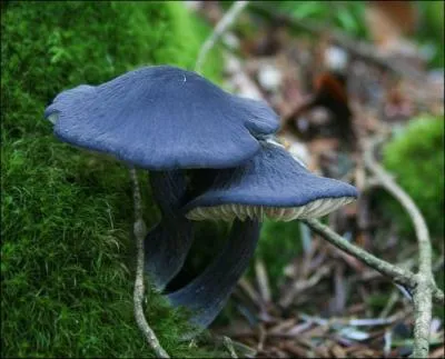 Commenons par un champignon aux belles couleurs ...