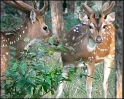 Cervid au pelage fauve-roux portant toute l'anne des ranges de petites taches blanches sur le dos et les flancs. Ses bois ne sont pas palms et comportent au plus trois andouillers.