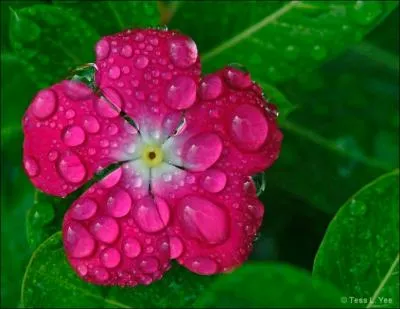 Trouvez la bonne terminaison de ce proverbe populaire franais : La rose du matin fait mauvaise fin ...