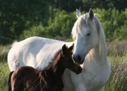 Quiz Les chevaux