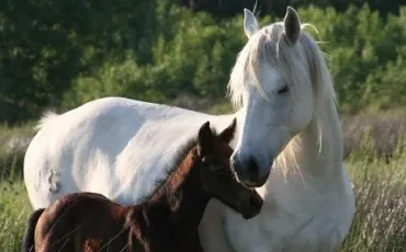 Quiz Chevaux