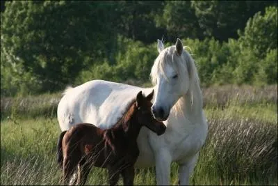 Comment appelle-t-on la femelle d'un cheval adulte ?