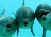 Quiz Les dauphins