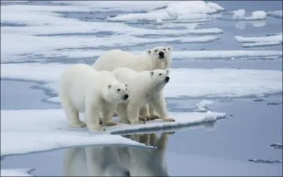 Combien d'ours blancs reste-t-il sur terre ?