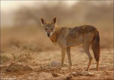 On peut le retrouver en Afrique et en Asie. De nature opportuniste, il se nourrit principalement de charognes et de fruits et il chasse de petites proies :